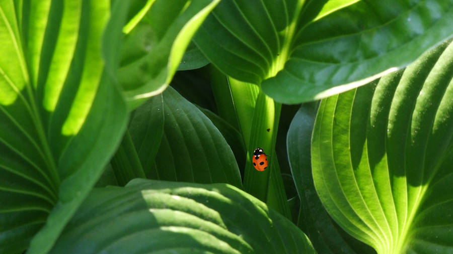 Coccinella Sfondo