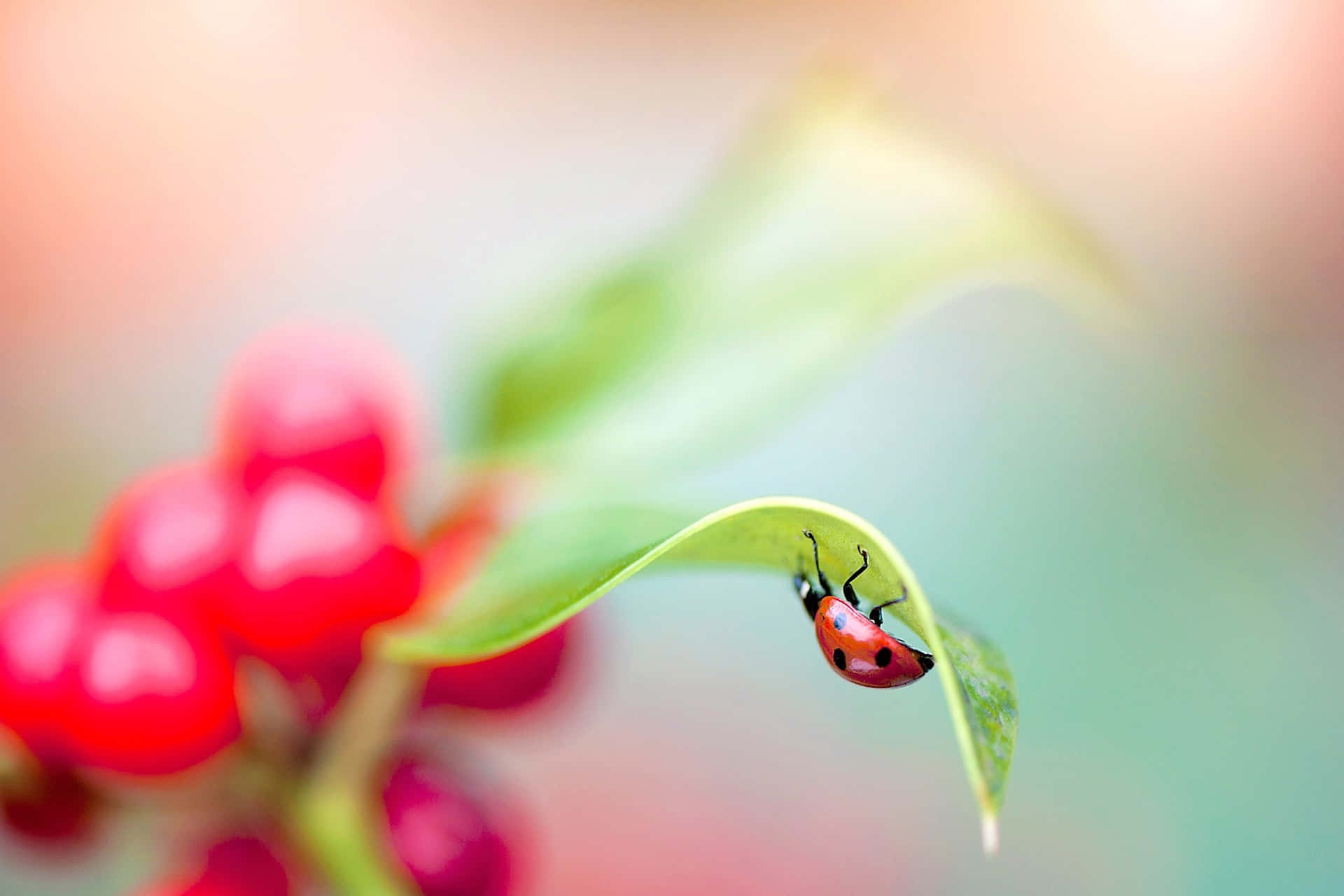 Coccinelle Fond d'écran