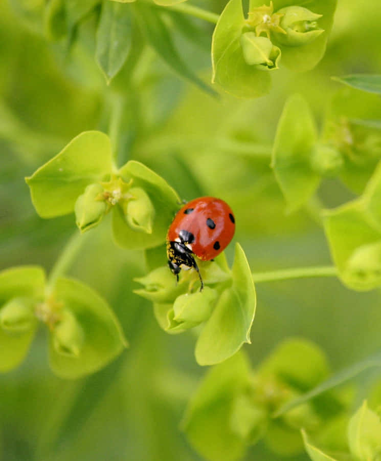 Coccinelles De Printemps Fond d'écran