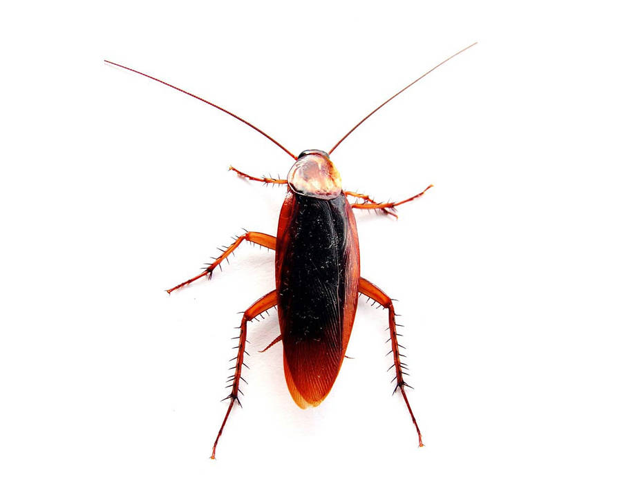 Cockroach Background Wallpaper