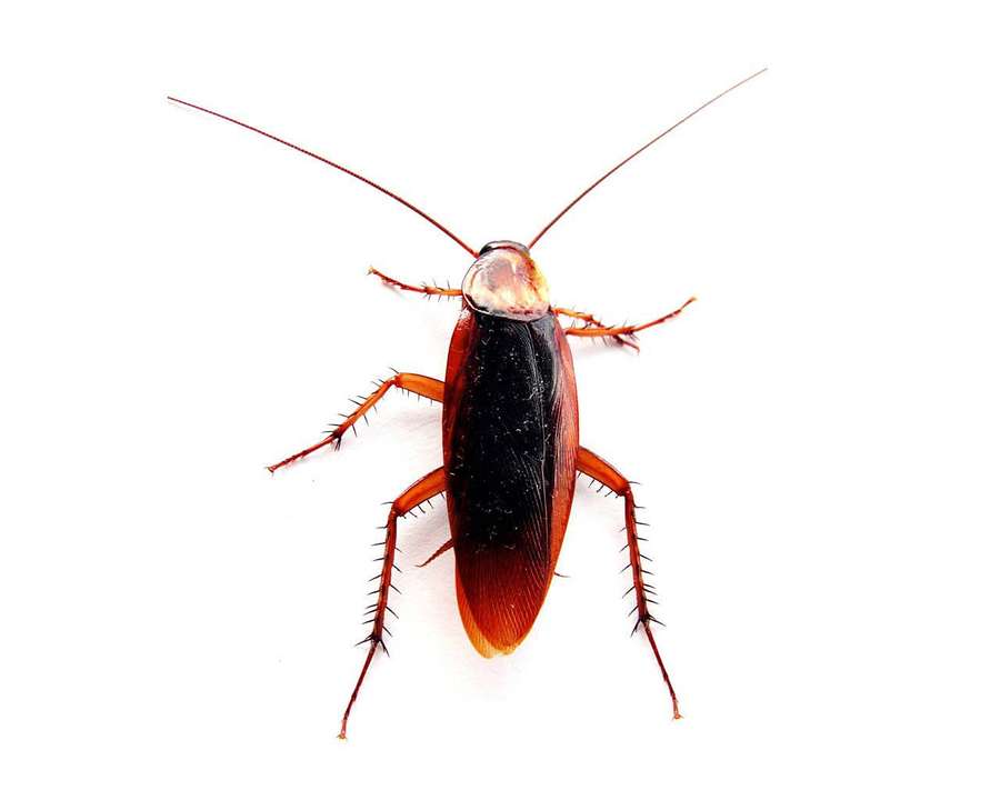 A detailed view of a cockroach on a white surface. — Cockroach Wallpaper