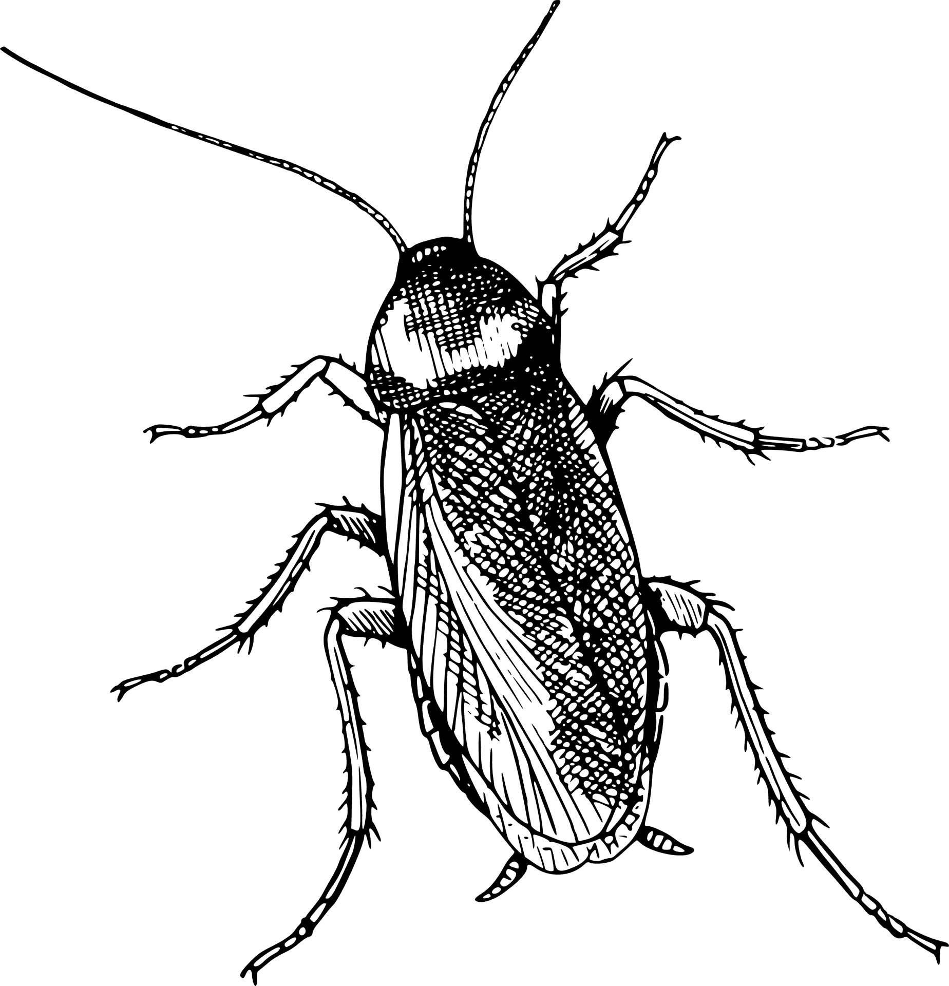 Cockroach Png