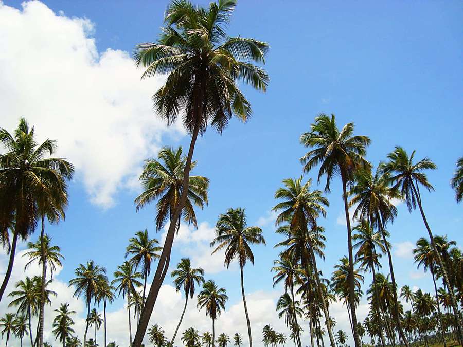 Tall palm trees against a bright blue sky with white clouds. — Coconut Tree Picture