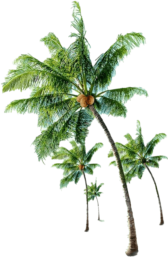 Coconut Tree Png