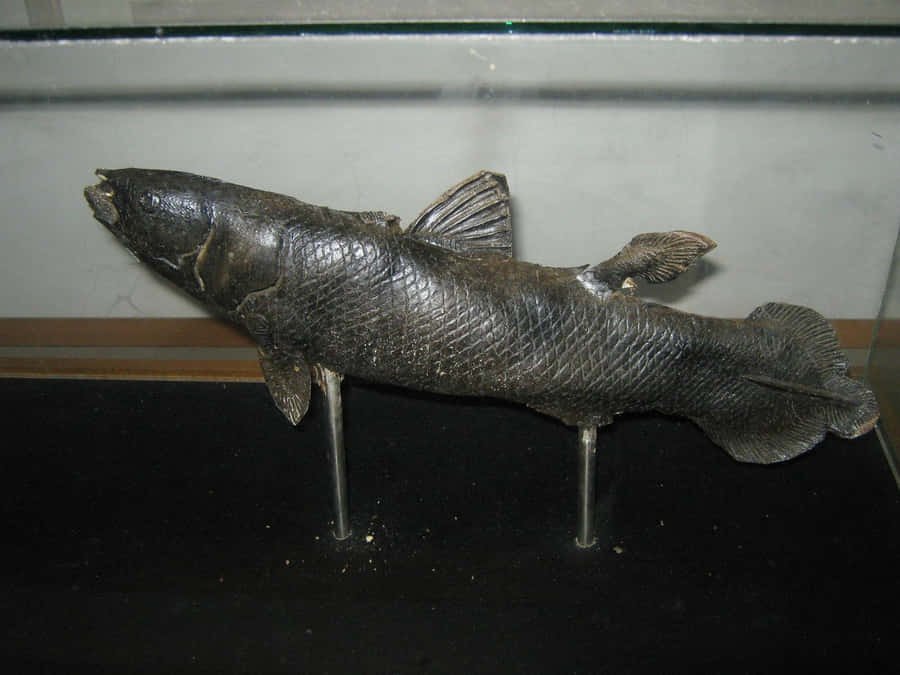 Coelacanth Achtergrond