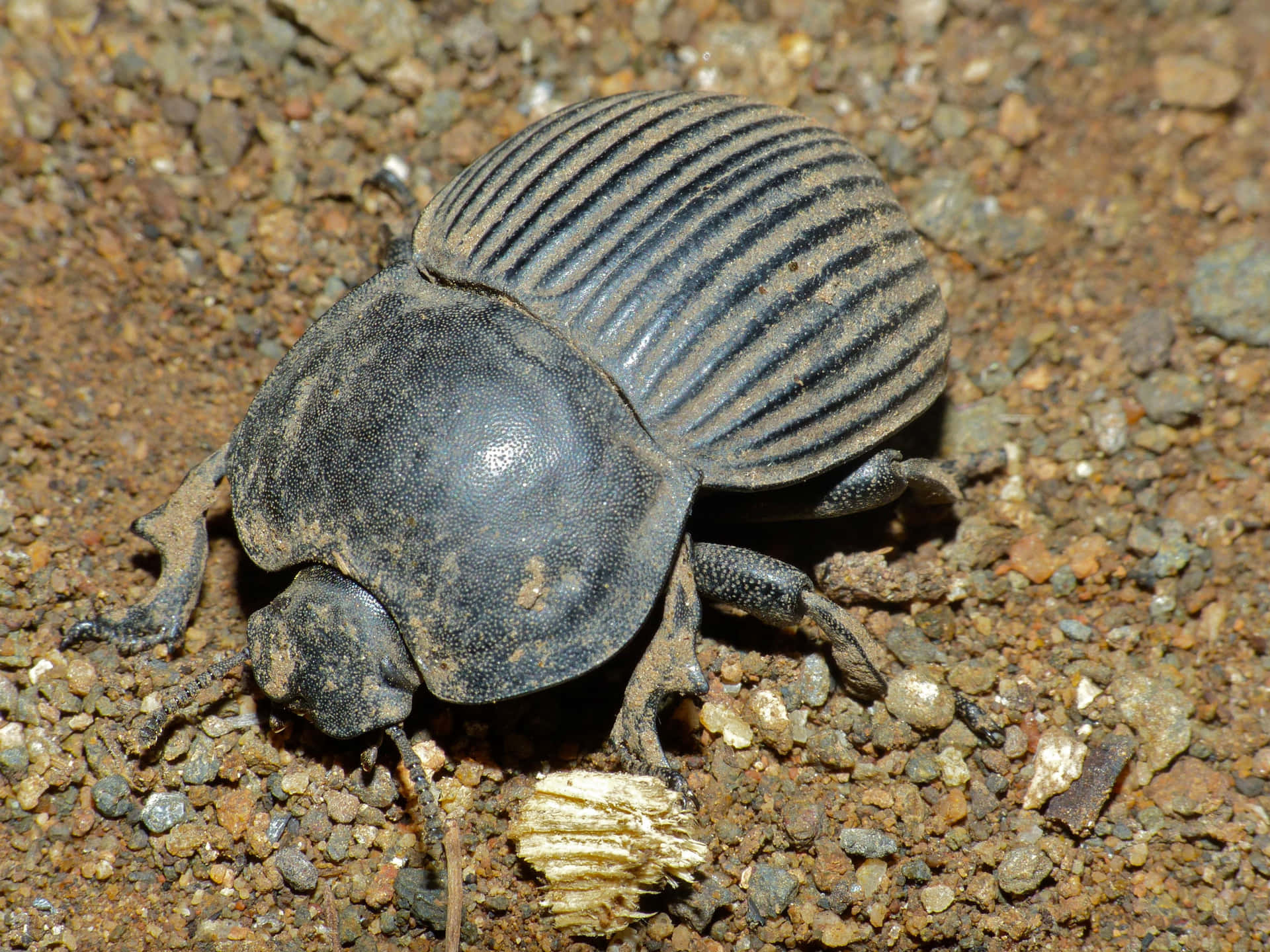 Coléoptère Noir Fond d'écran