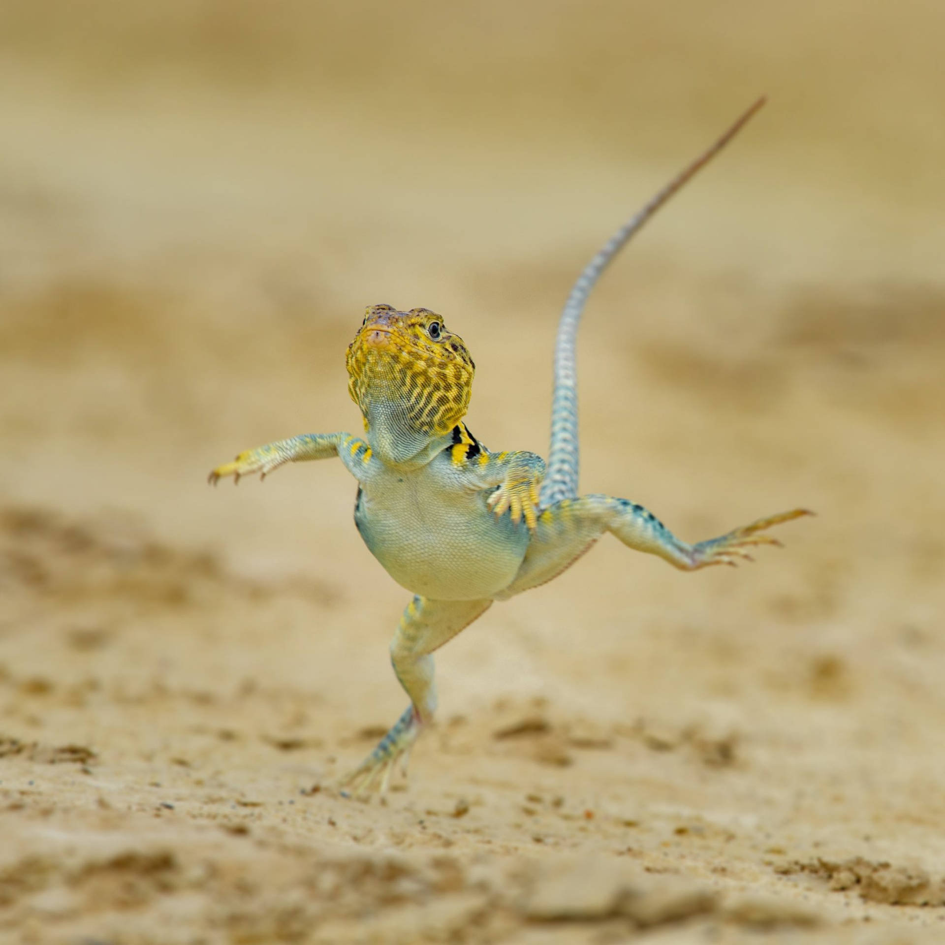 Collared Lizard Bakgrunnsbildet