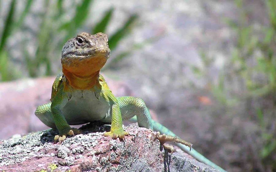 Collared Lizard Achtergrond