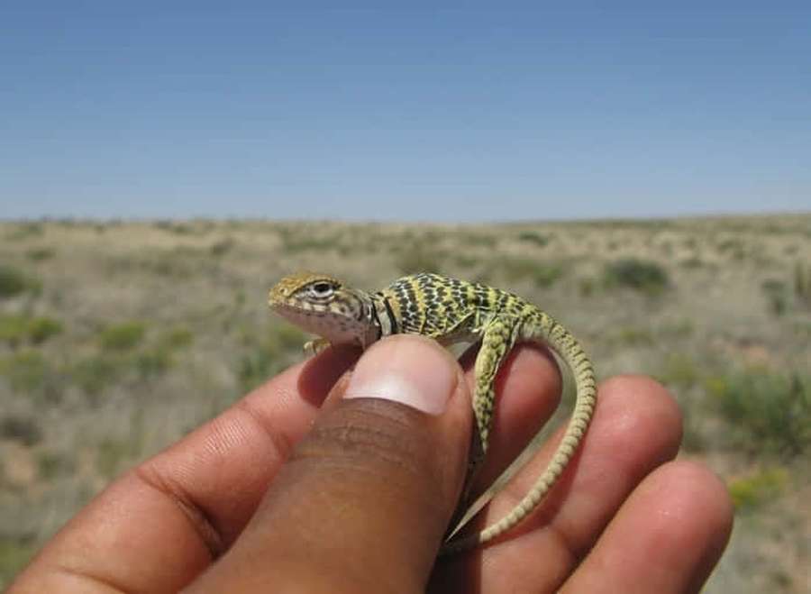 A tiny lizard with green and yellow markings rests on a person's hand in a dry grassland. — Collared Lizard Picture