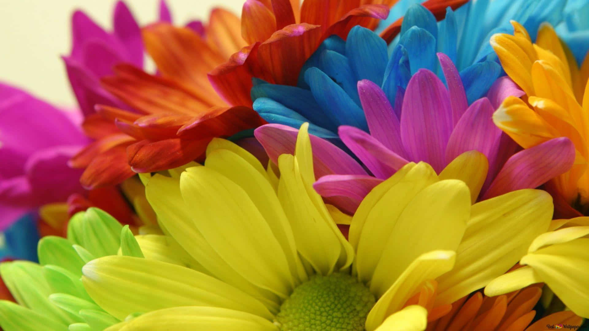 Colorful Daisies Background Wallpaper