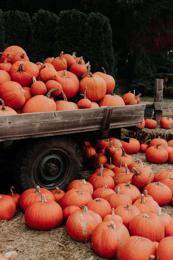 Un carro de madera lleno de calabazas sobre un suelo cubierto de heno. — Comida de otoño Fondos de pantalla