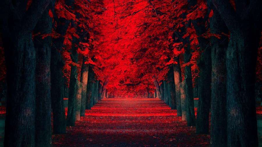 Um caminho escuro na floresta com folhas vermelhas brilhantes formando um túnel acima. — Computador PC Desktop Papéis de Parede