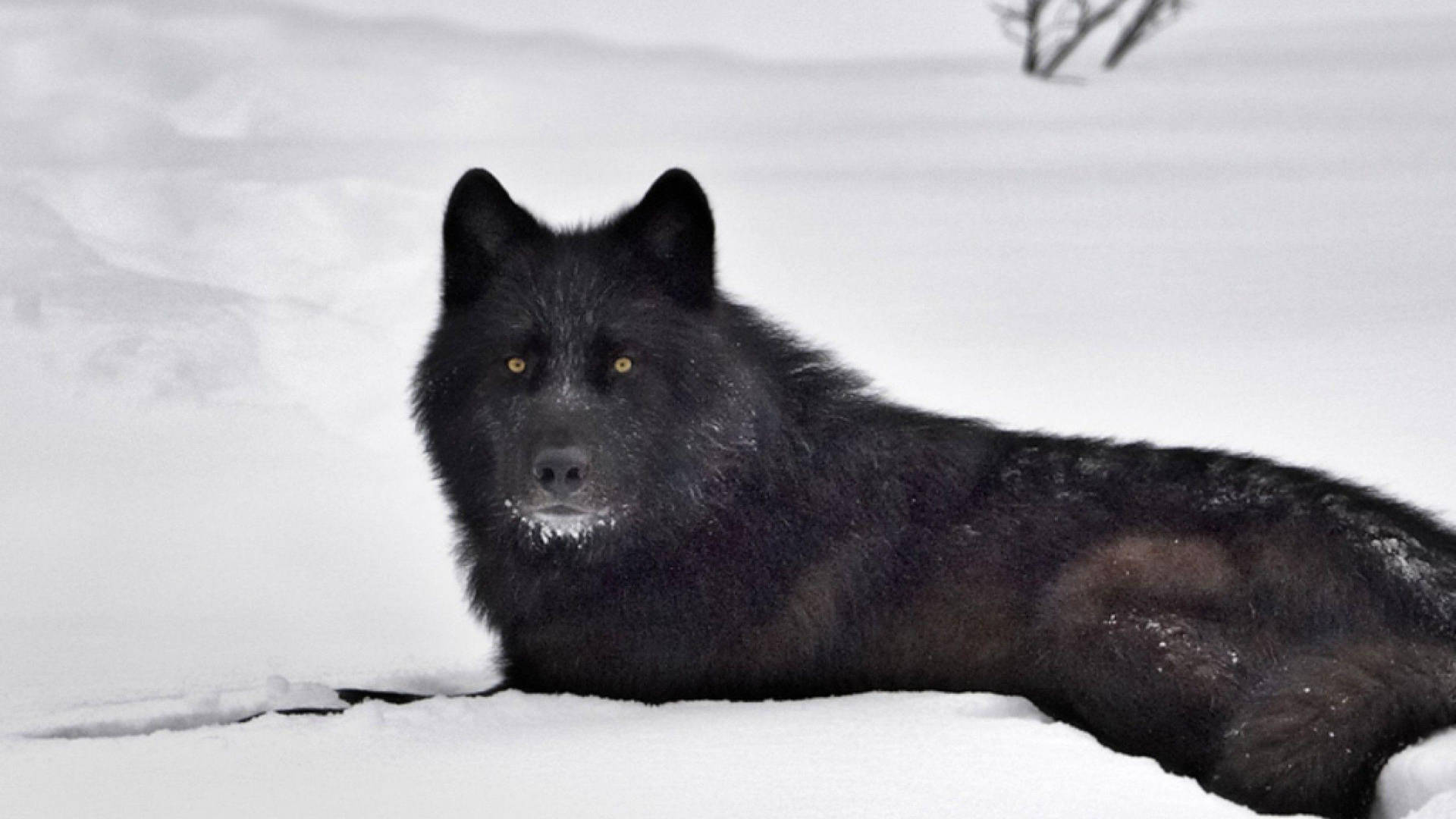 Cool Black Wolf Achtergrond