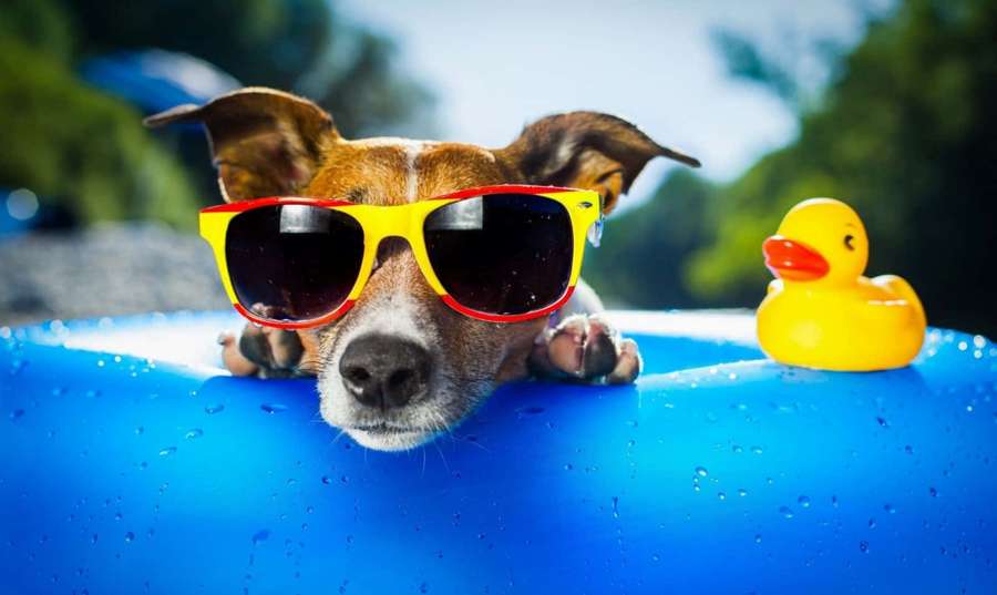 A dog in sunglasses lounging in a blue inflatable pool with a rubber duck. — Cool dog Wallpaper