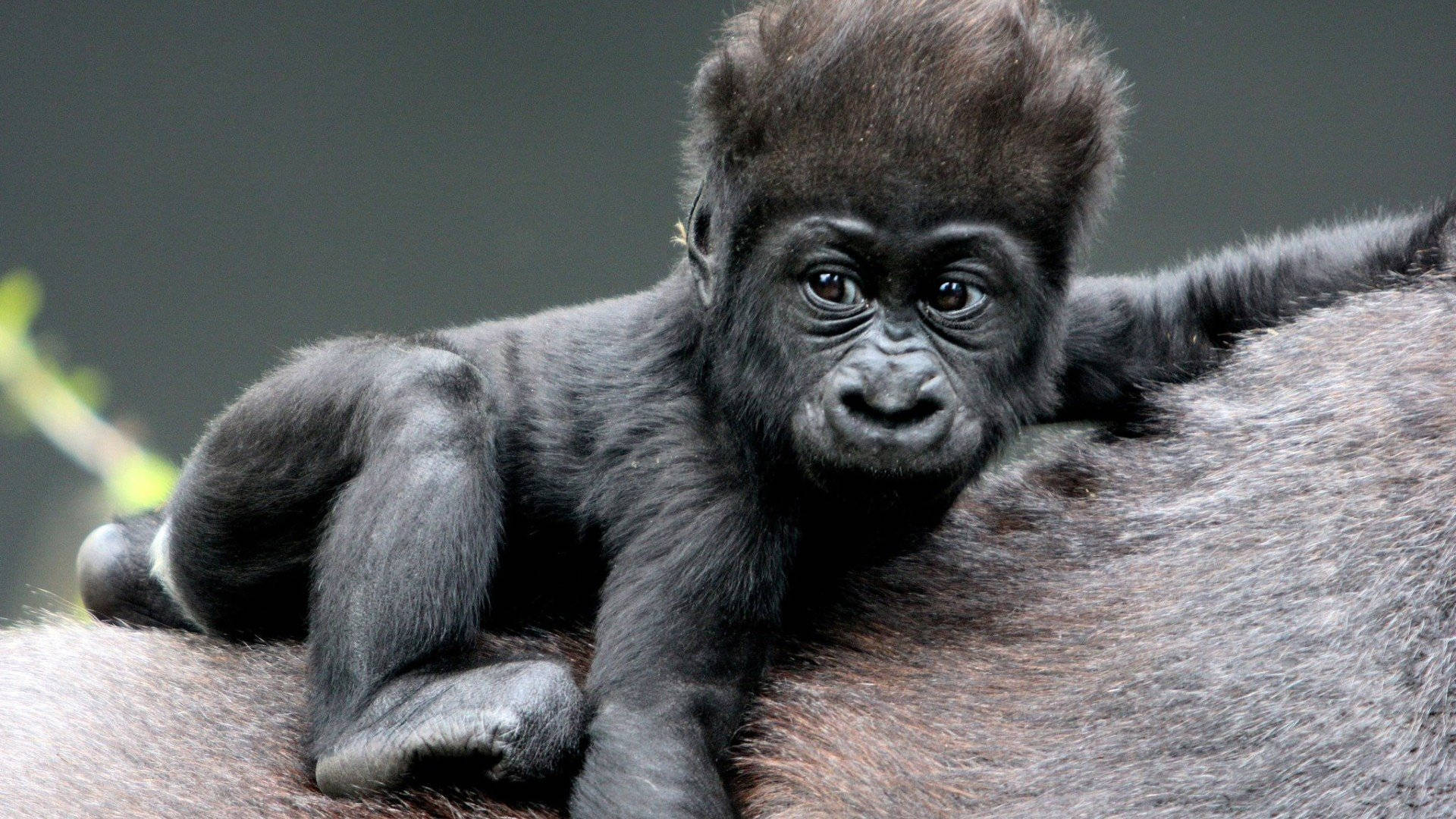 Cool Gorilla Bilder