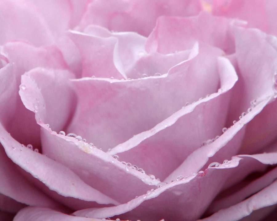 A pink rose with dew drops on its petals — Cool Pink Background