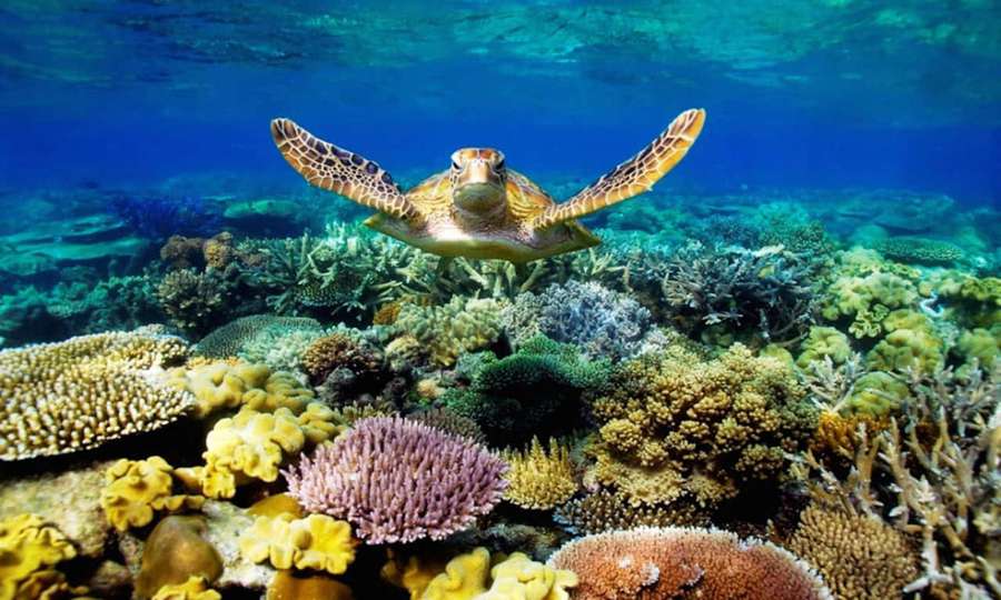 Sea turtle swimming over colorful coral reef in clear blue ocean water. — Cool Turtle Background