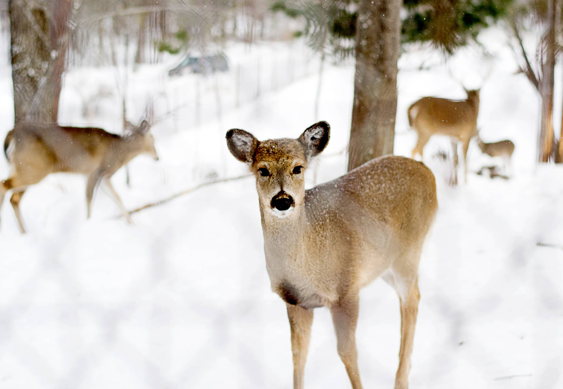 Coole Winter Achtergrond