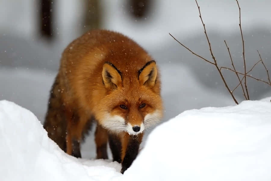 Cooler Fox Hintergrund