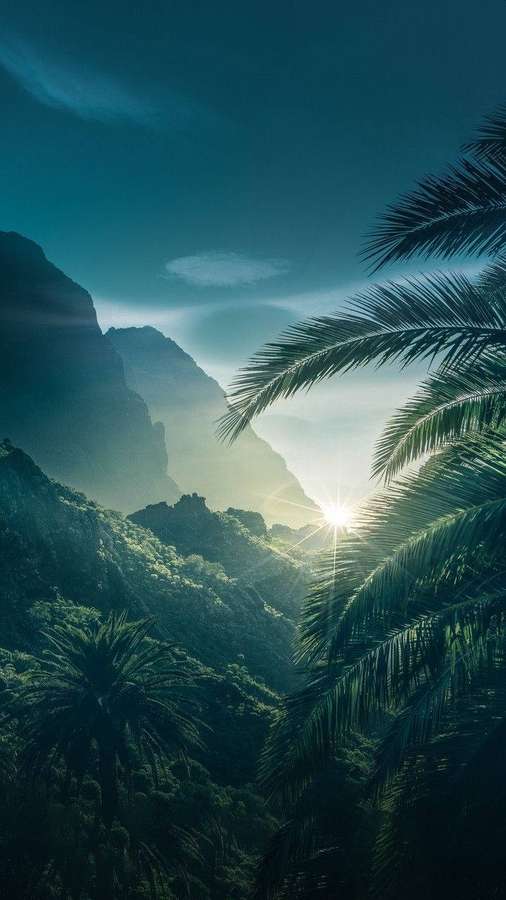 Sonnenlicht filtert durch Palmen über einem nebligen tropischen Tal mit Bergen. — Cooles Android Wallpaper
