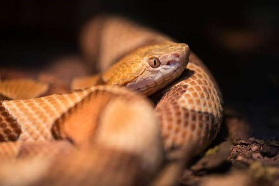 A copperhead snake coiled in natural habitat with detailed scales and focused eye. — Copperhead Wallpaper