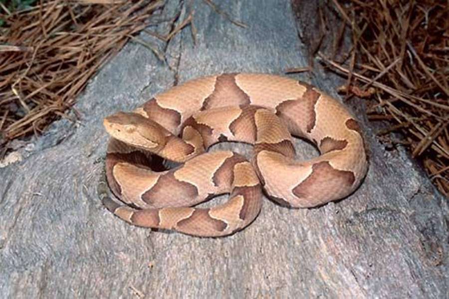 Kupferkopfschlange auf einem grauen Baumstamm mit trockenen Kiefernnadeln. — Copperhead Bilder