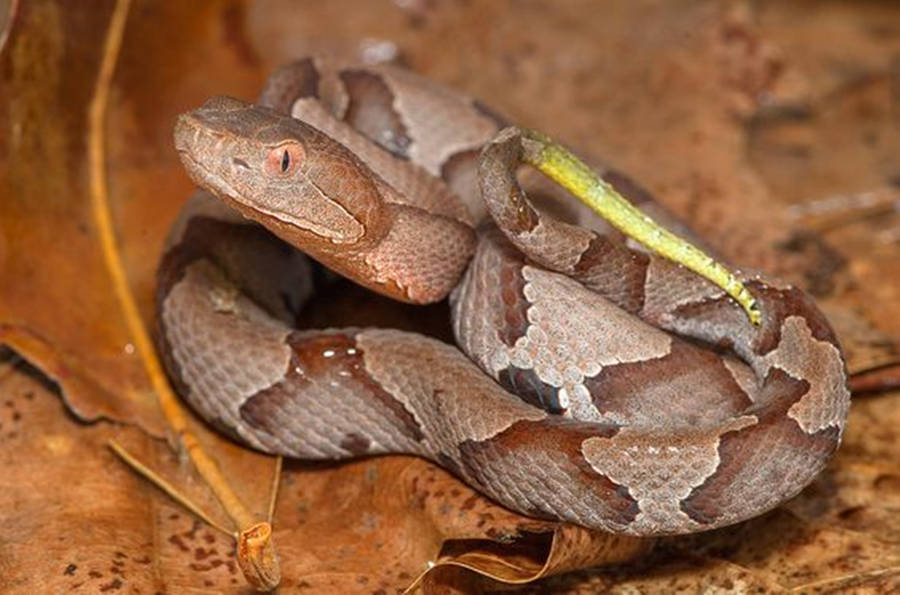 Copperhead Fond d'écran