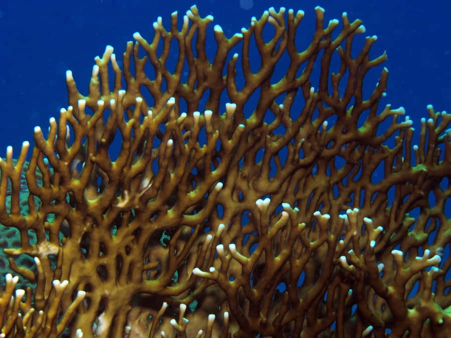 Corail De Feu Fond d'écran