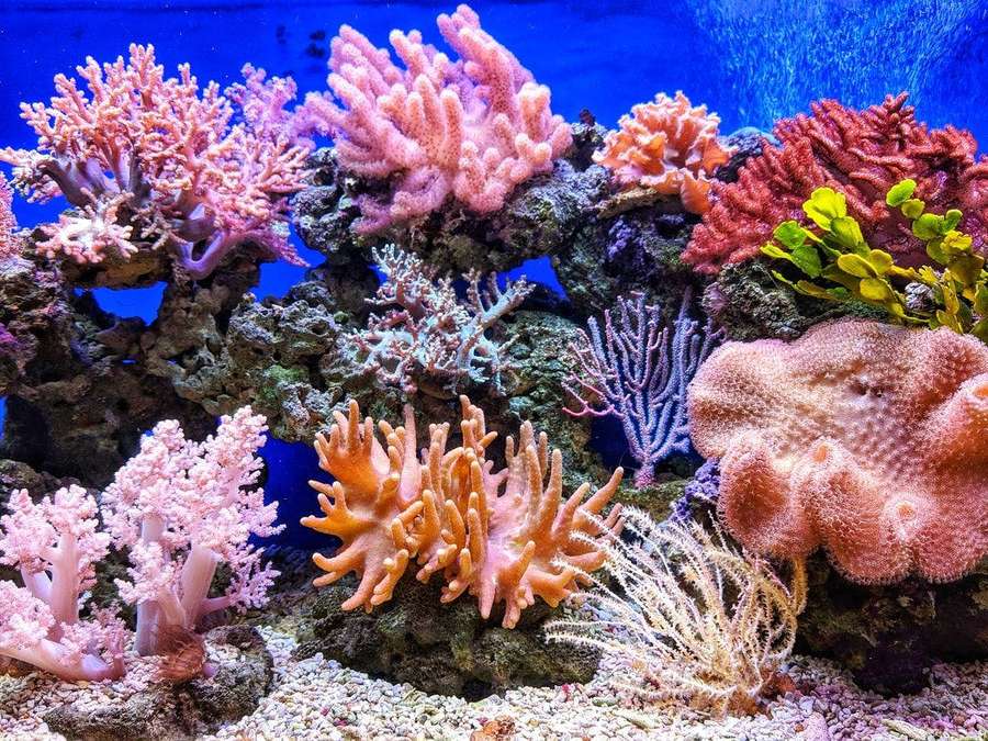 Recife de coral colorido com corais rosa, laranja e vermelhos em aquário. — Coral Papéis de Parede