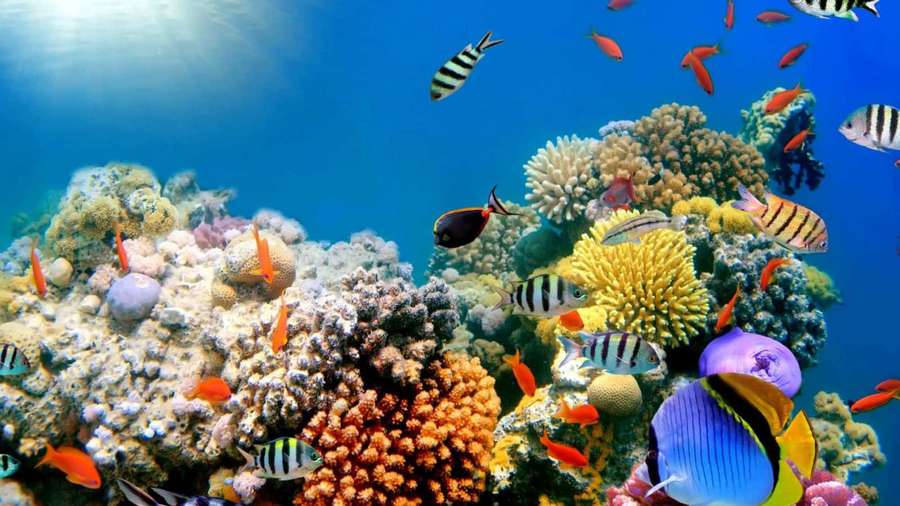 Colorful tropical fish swim among vibrant coral formations in clear blue ocean water. — Coral Picture