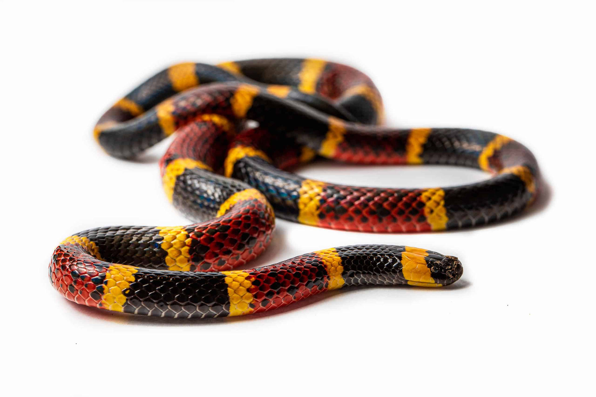 Coral Snake Pictures Wallpaper