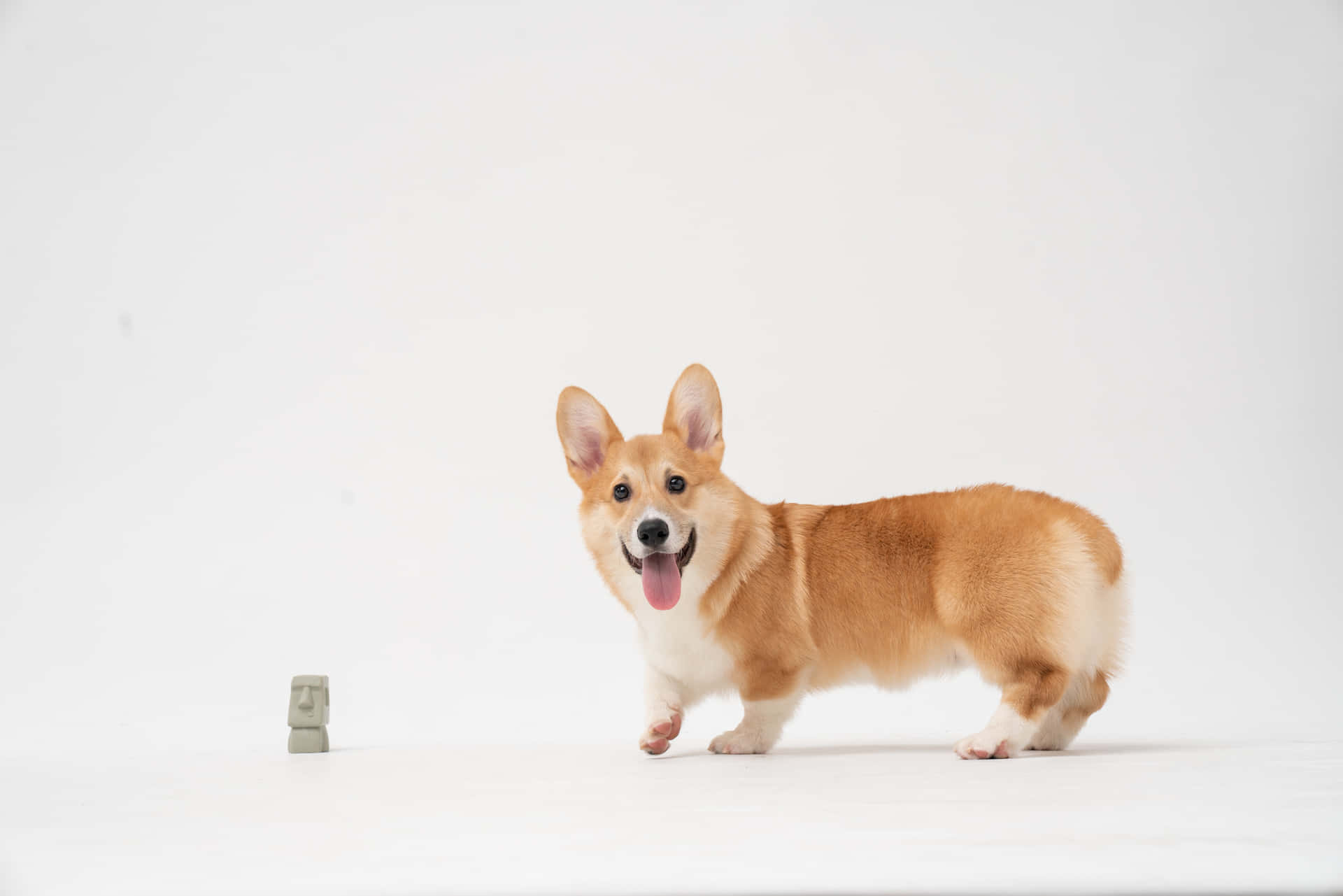 Corgi Lucu Wallpaper