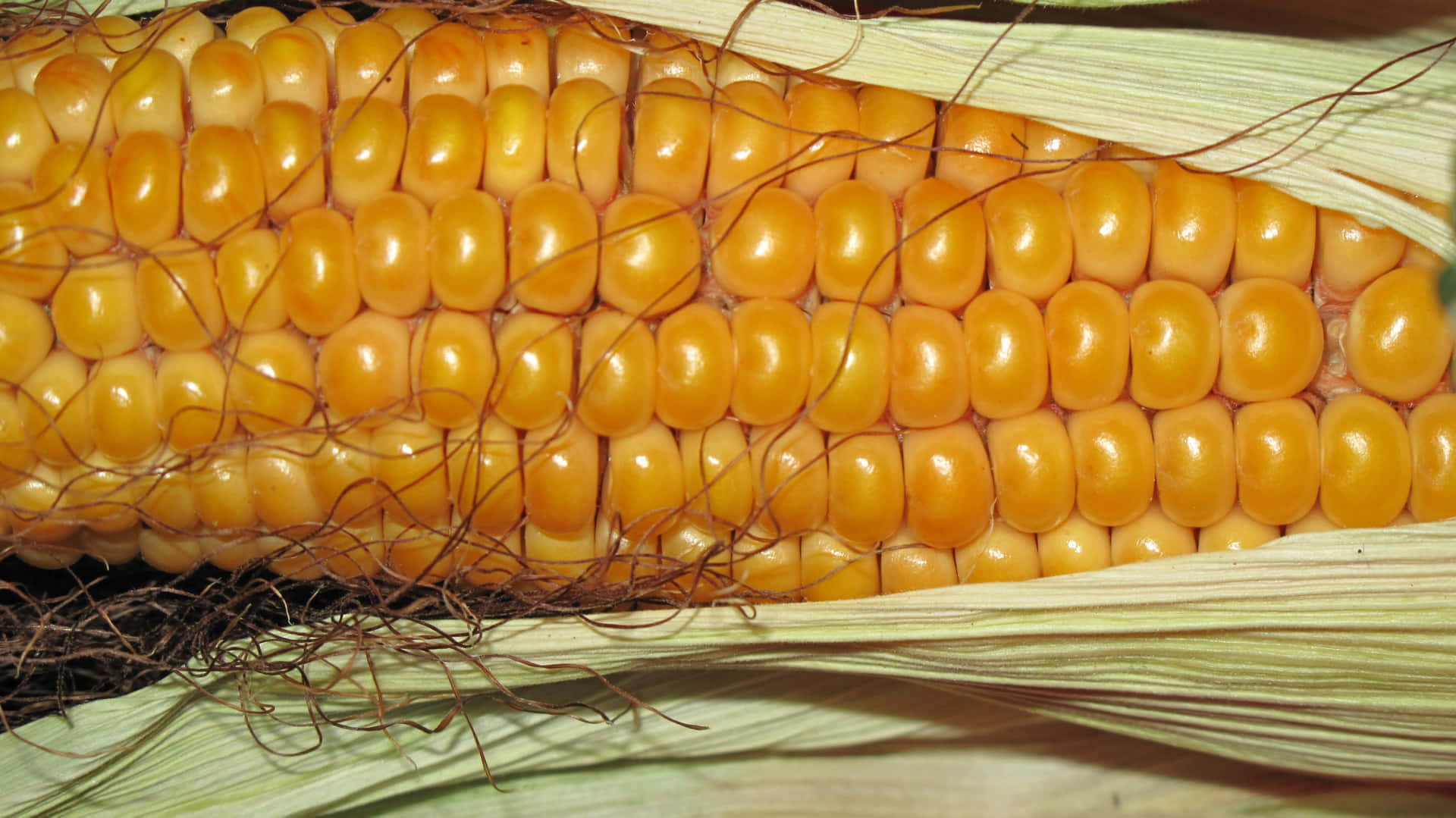 Corn Background Wallpaper