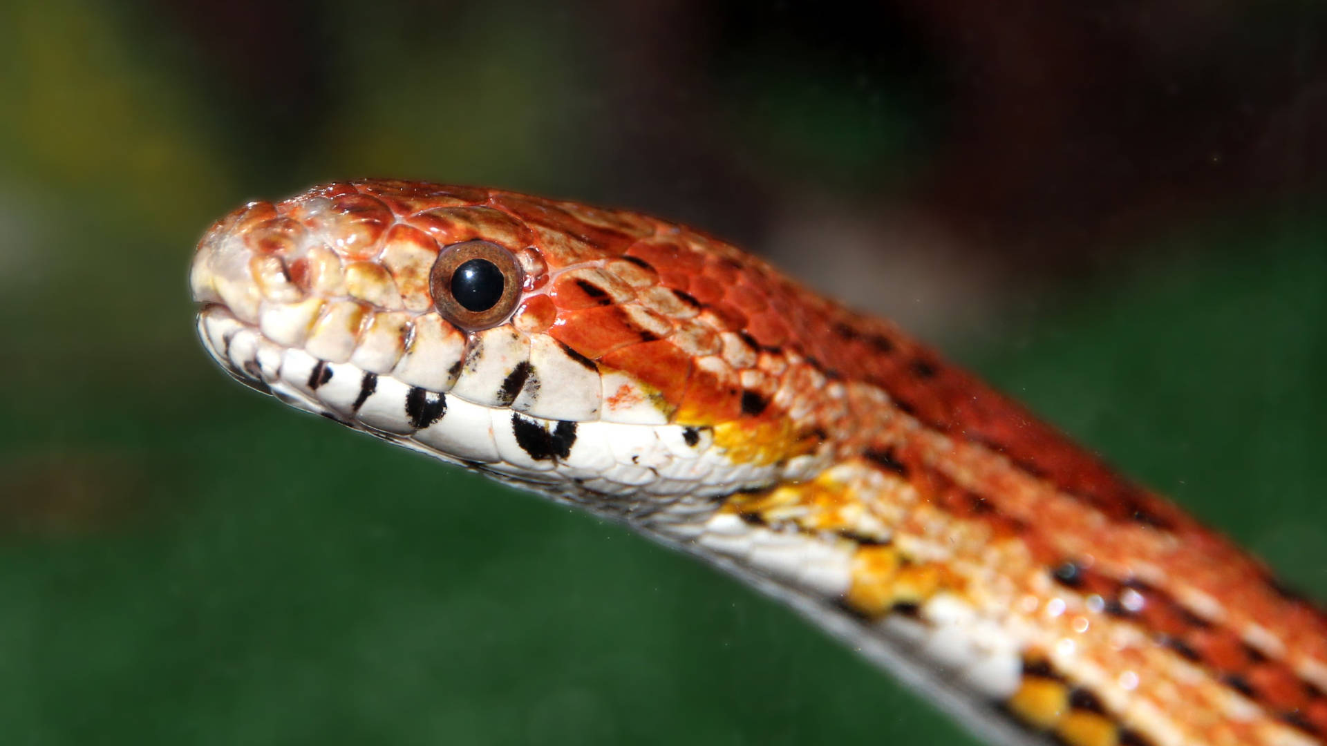 Corn Snake Bakgrunnsbildet