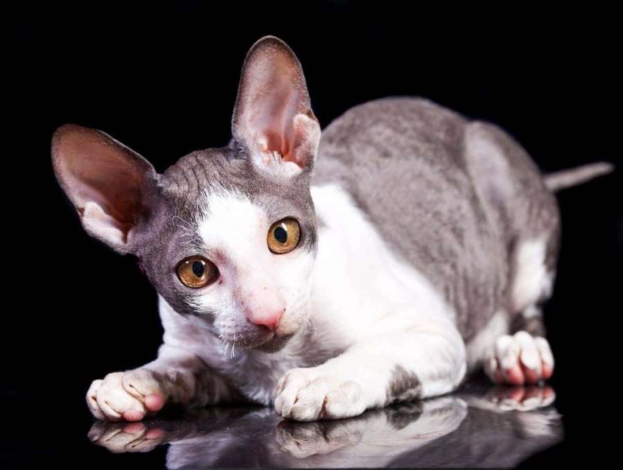 Hairless Sphynx cat with large ears and amber eyes lying on reflective black surface. — Cornish Rex Wallpaper
