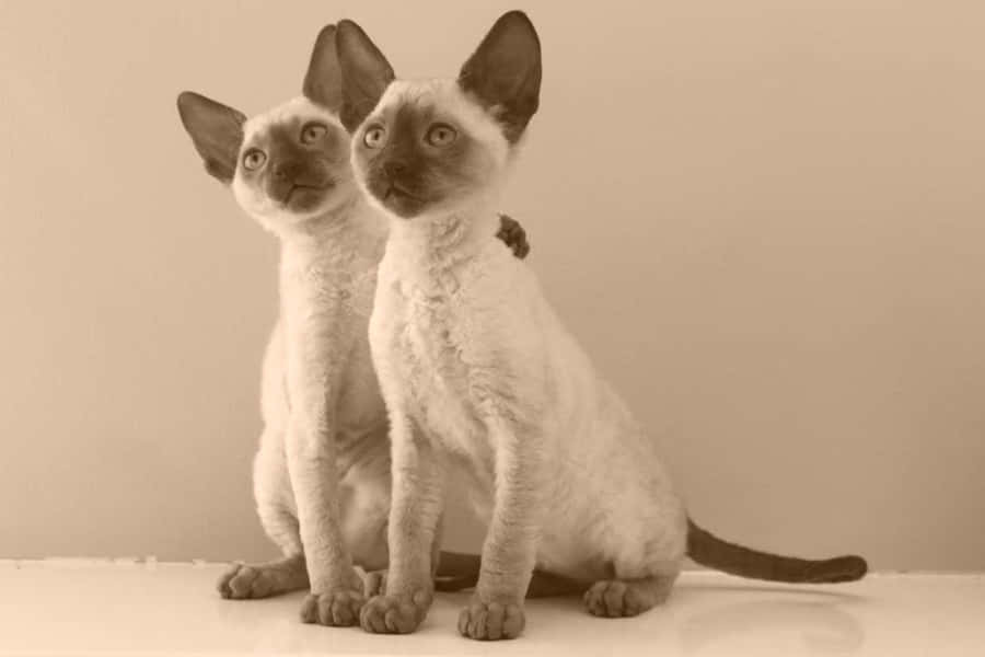 Cornish Rex Taustakuva