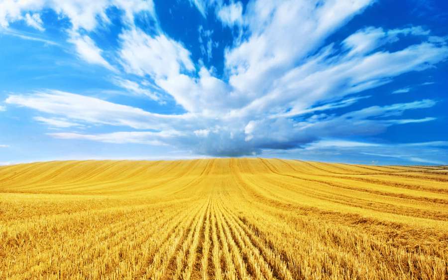 Campo de trigo dorado bajo un cielo azul con nubes blancas y una tormenta lejana. — Cosecha de trigo Fondos de pantalla
