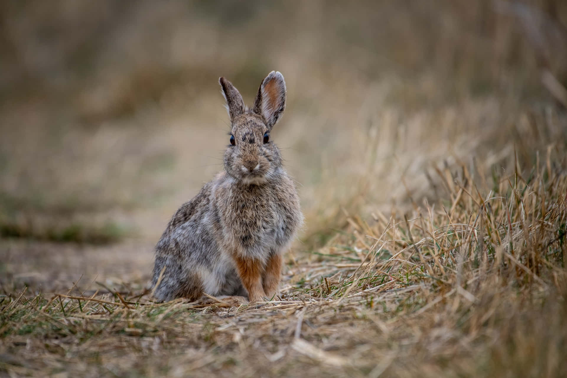 Cottontail Konijn Achtergrond