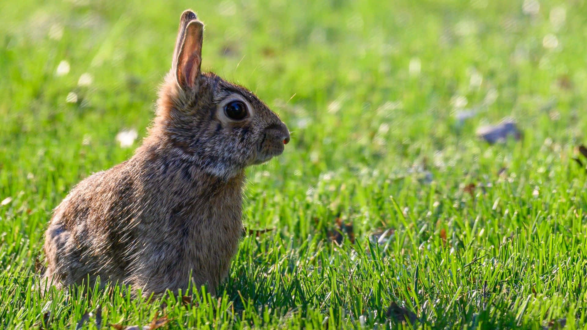 Cottontail Achtergrond