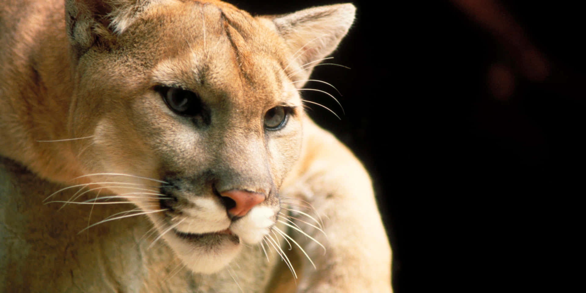 Cougar Fond d'écran