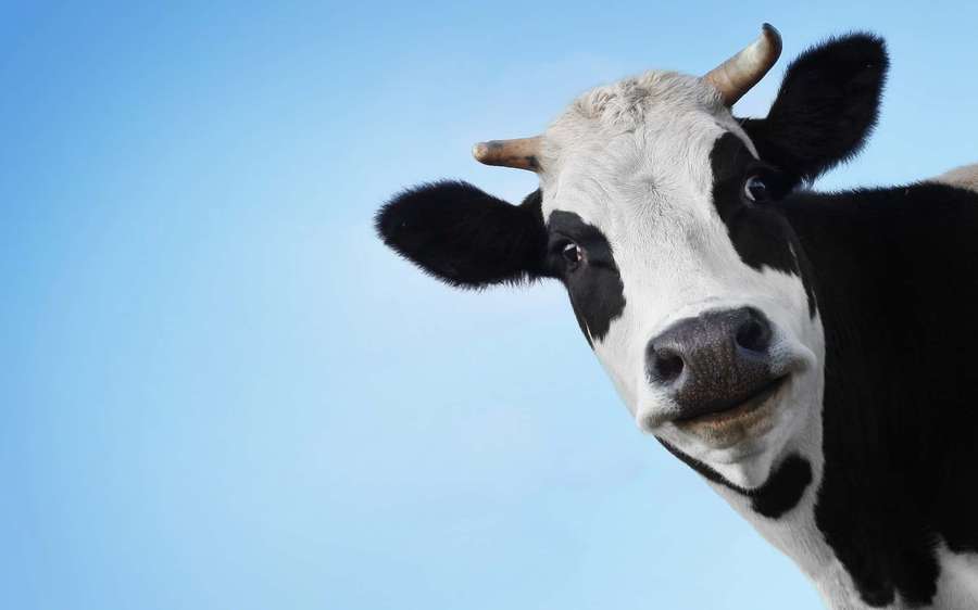 A black and white cow with horns gazes calmly at the camera against a blue sky. — Cow Background