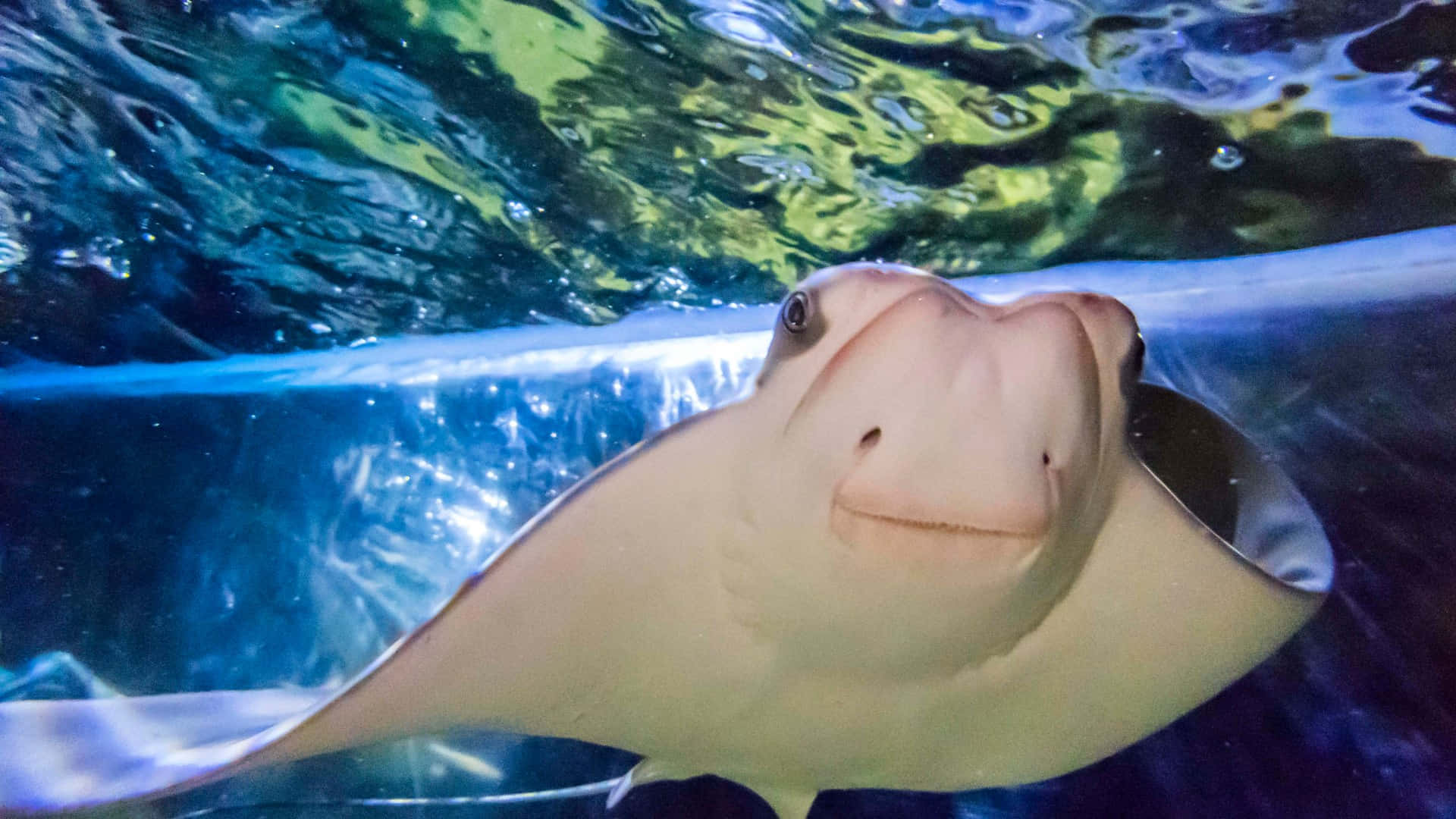 Cow-nose Ray Bakgrunnsbildet