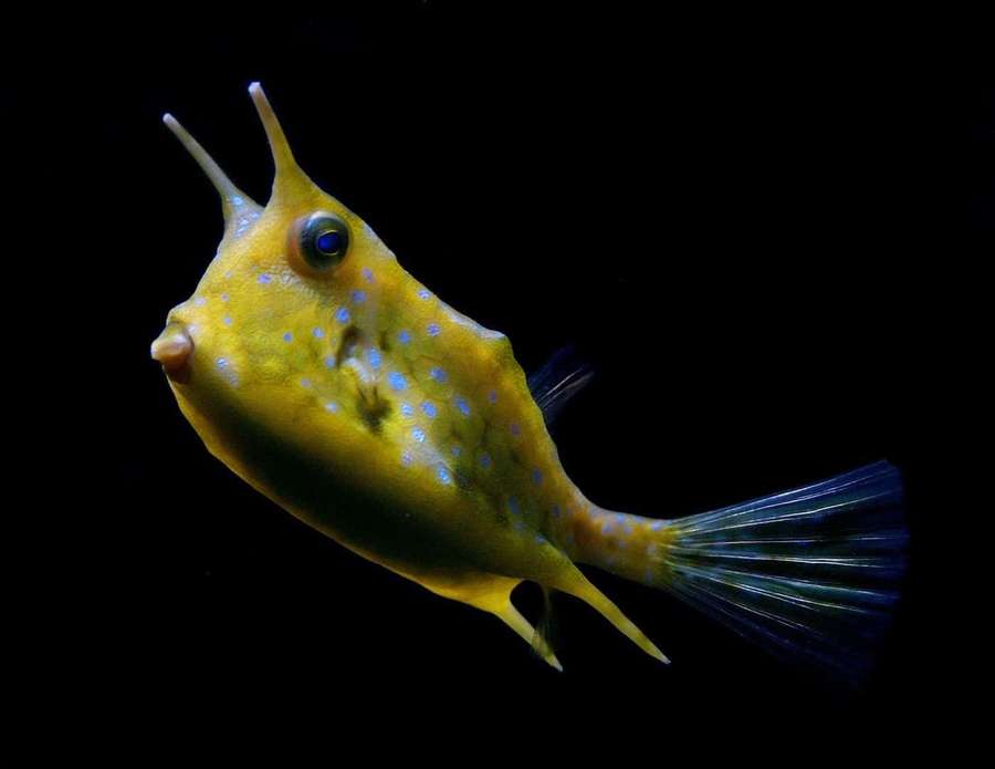 A yellow boxfish with blue spots and horns swims in dark water. — Cowfish Wallpaper