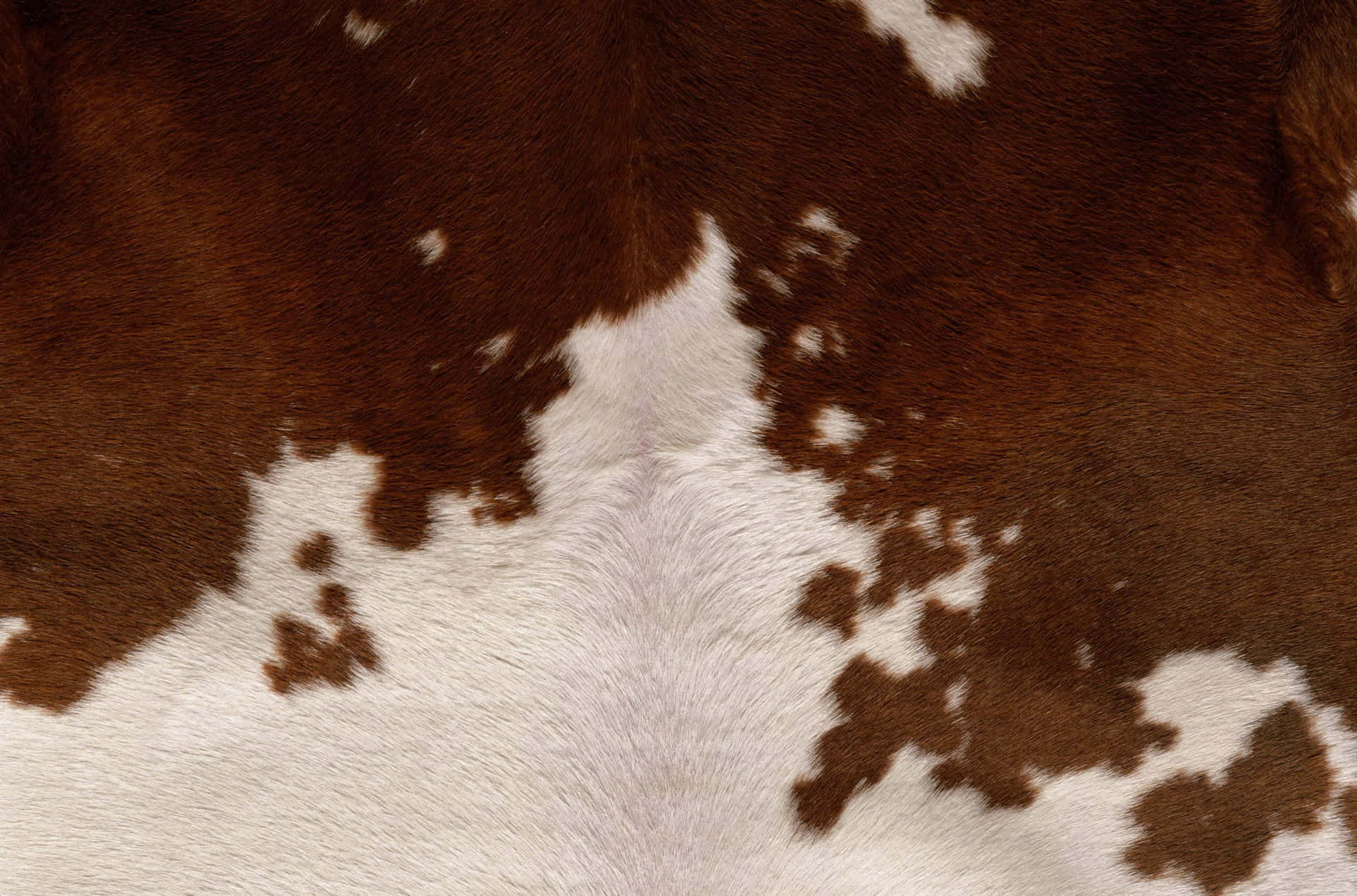 Cow Skin Wallpapers  Wallpaper Cave