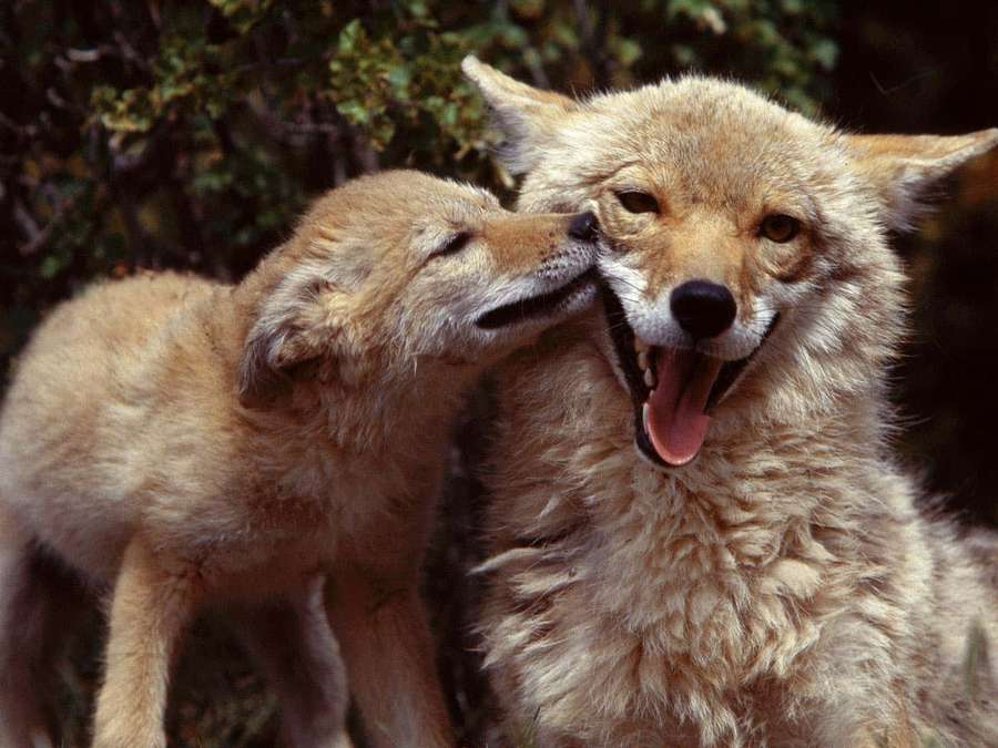 A young coyote nuzzles its mother who has her mouth open. — Coyote Background
