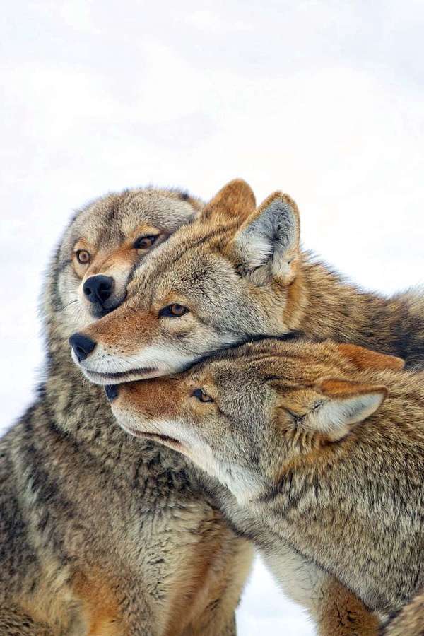 Three coyotes cuddling together in a snowy field. — Coyotes Background
