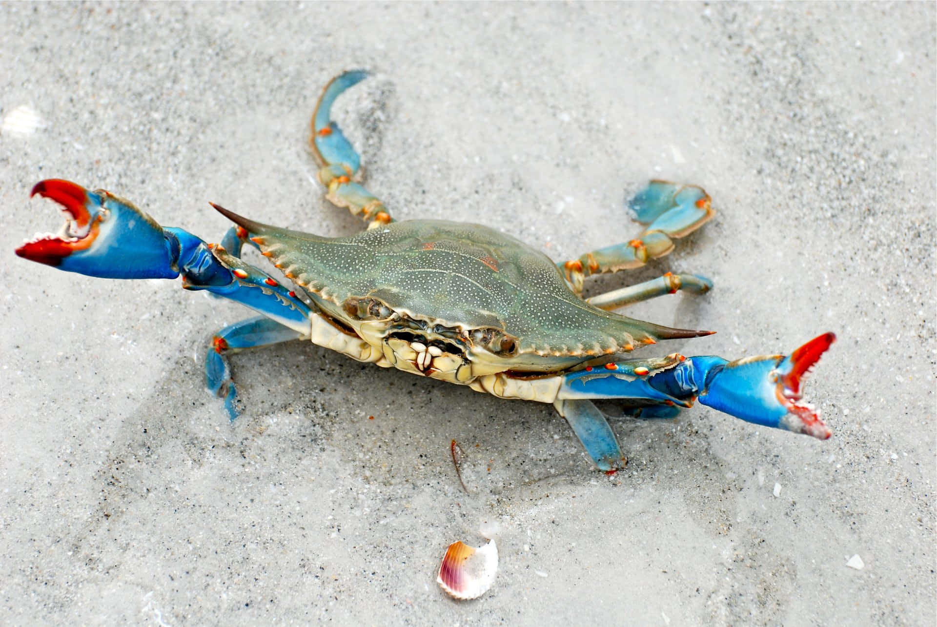 Crabe Bleu Fond d'écran