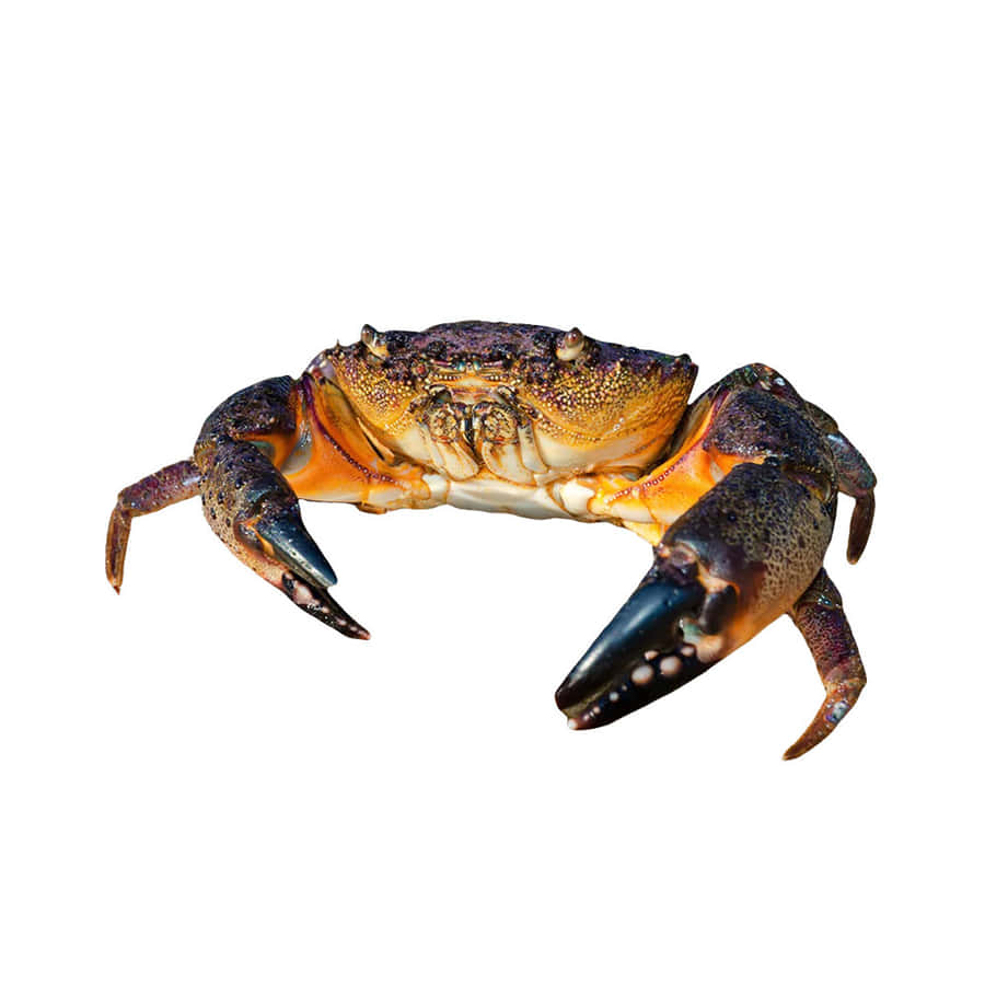 Crabe De Pierre Fond d'écran