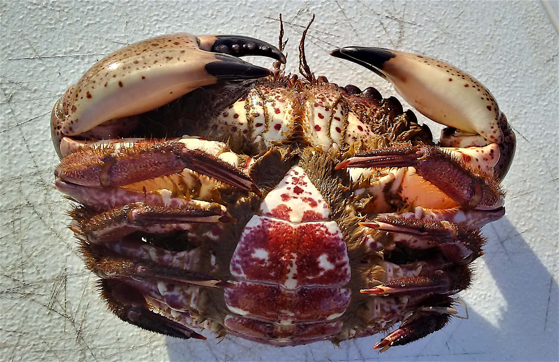 Crabe De Roche Fond d'écran