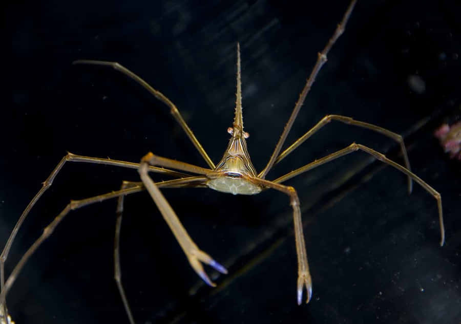 Crabe Flèche Fond d'écran